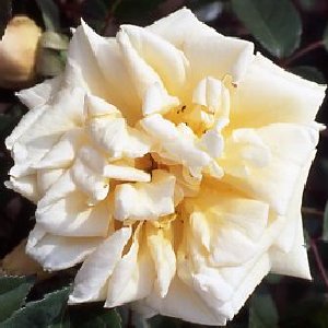 Reve D'or (Rose)