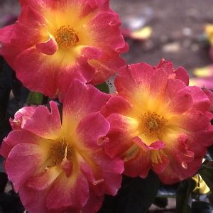 Reveil Dijonnais (Rose)
