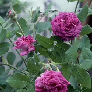 Robert Le Diable (Rose)