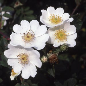 R. Alba (Rose)