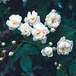 Rosa Banksia Alba Plena (Rose)