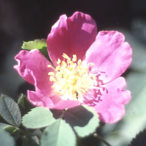 R. Blanda (Rose)