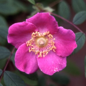 R. Macrophylla Doncasterii (Rose)