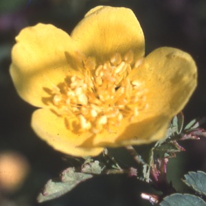 R. Ecae (Rose)