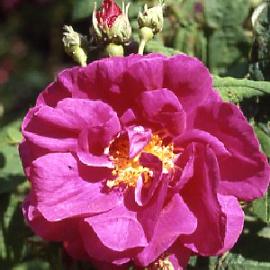 R. Gallica Officinalis (Rose)