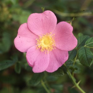 R. X Kochiana (Rose)