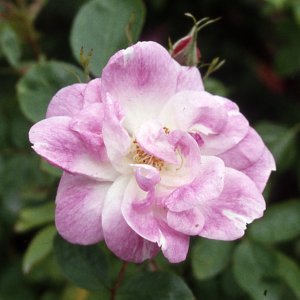 R. Manetti (Rose)