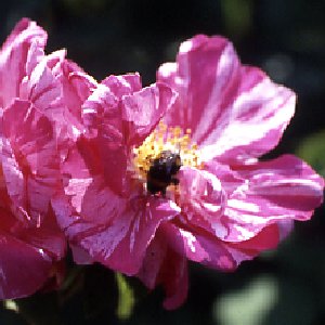 Rosa Mundi (Rose)