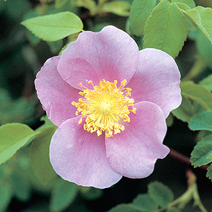 R. Nutkana (Rose)