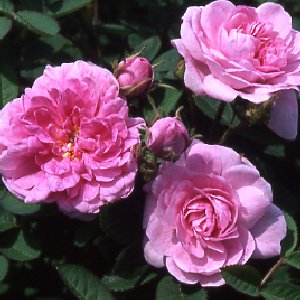 Rose De Meaux (Rose)
