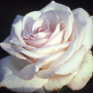 Royal Highness (Rose)