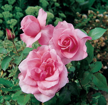 Amazing Grace | Roses UK