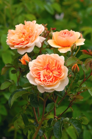 Port Sunlight® | Roses UK